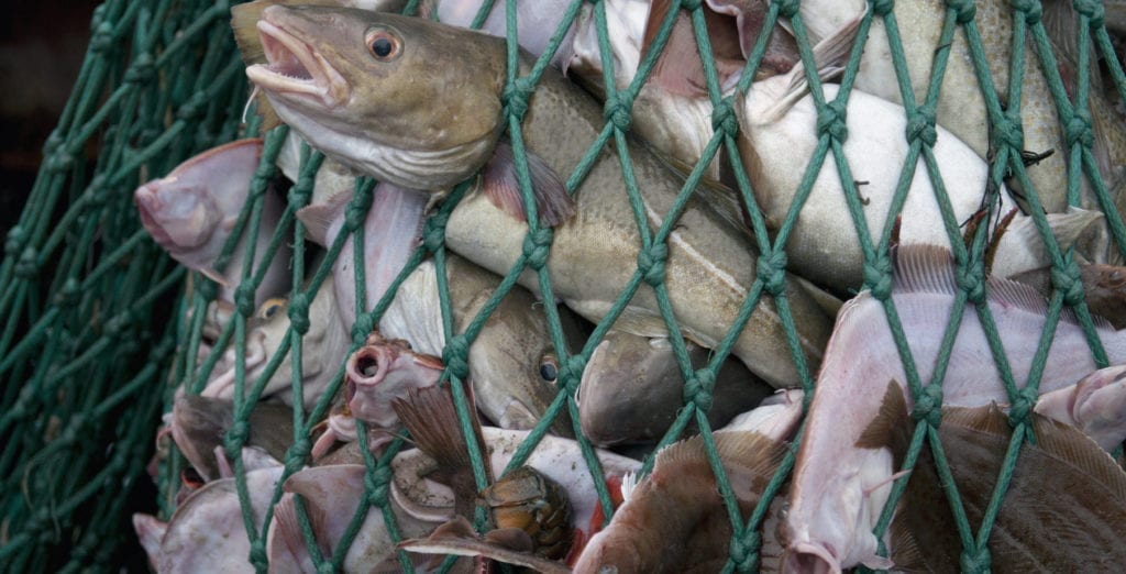 Overfishing Revive & Restore