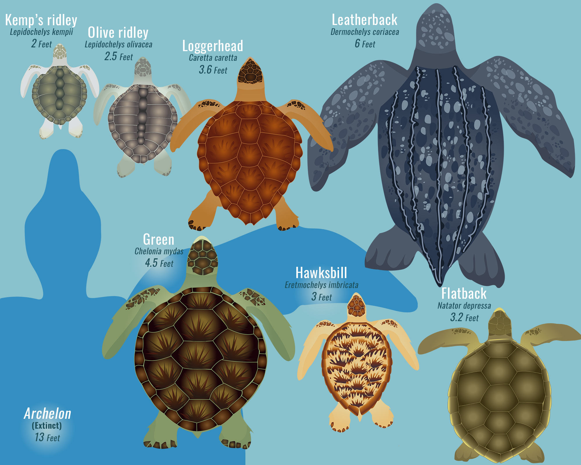Sea Turtles Smithsonian Ocean