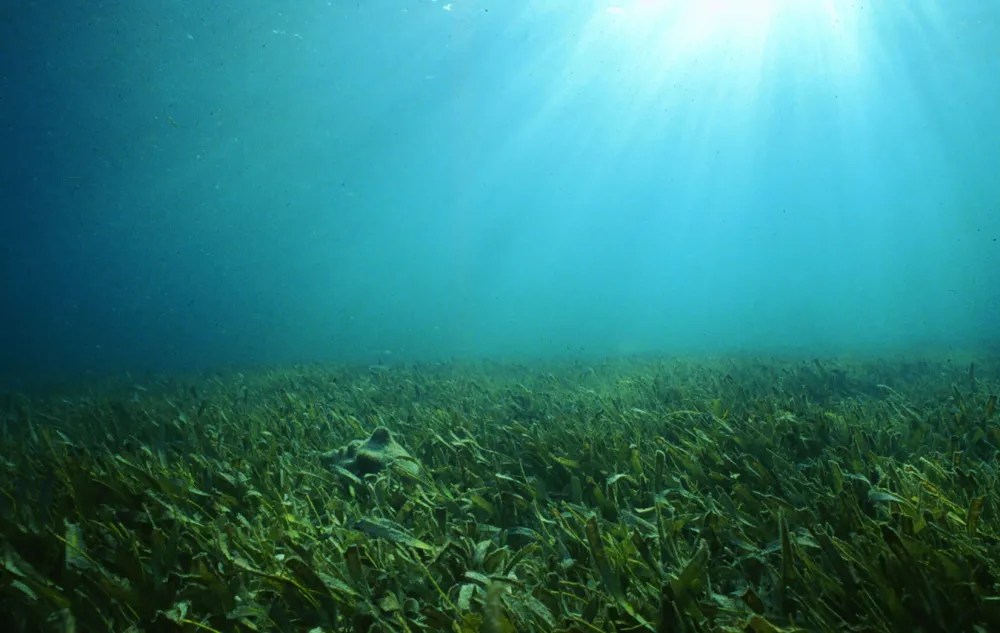 How Coastal Seagrass Feeds the Deep Smithsonian Ocean