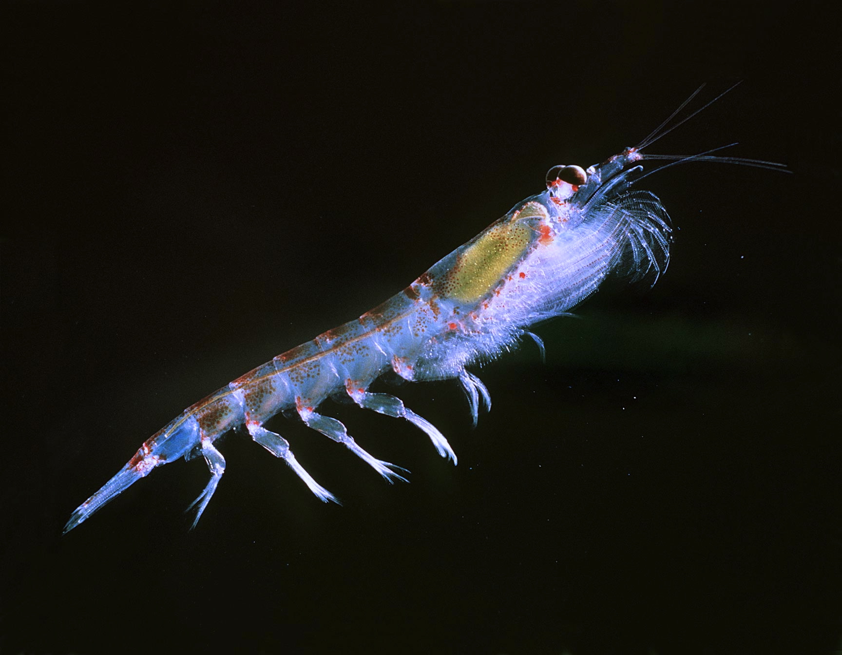 A tiny crustacean that could change the world The Antarctic krill new