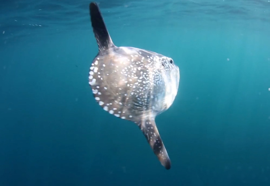 Facts on Pansy shells. Ocean Blue Adventures