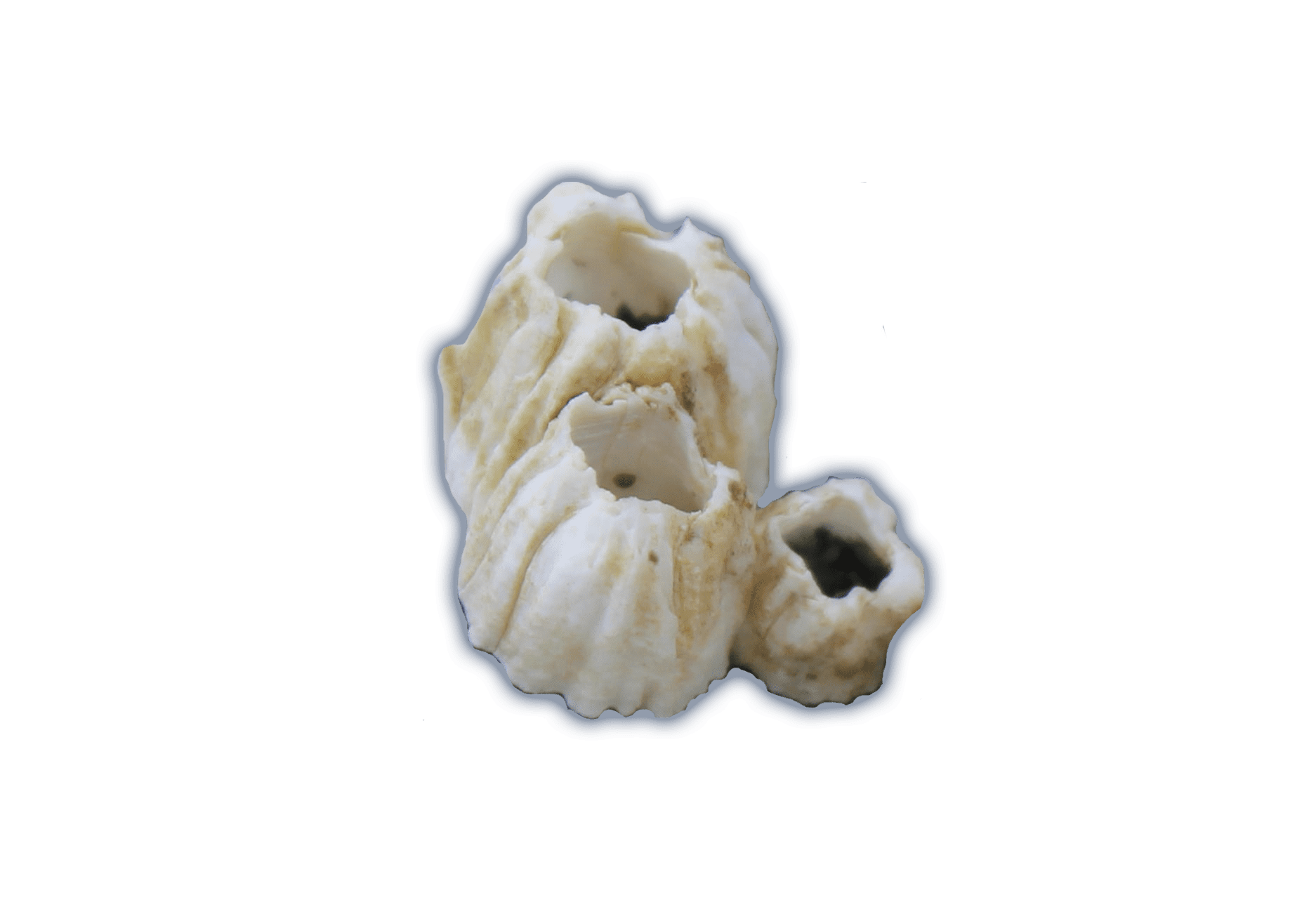 Barnacles Ocean Animals