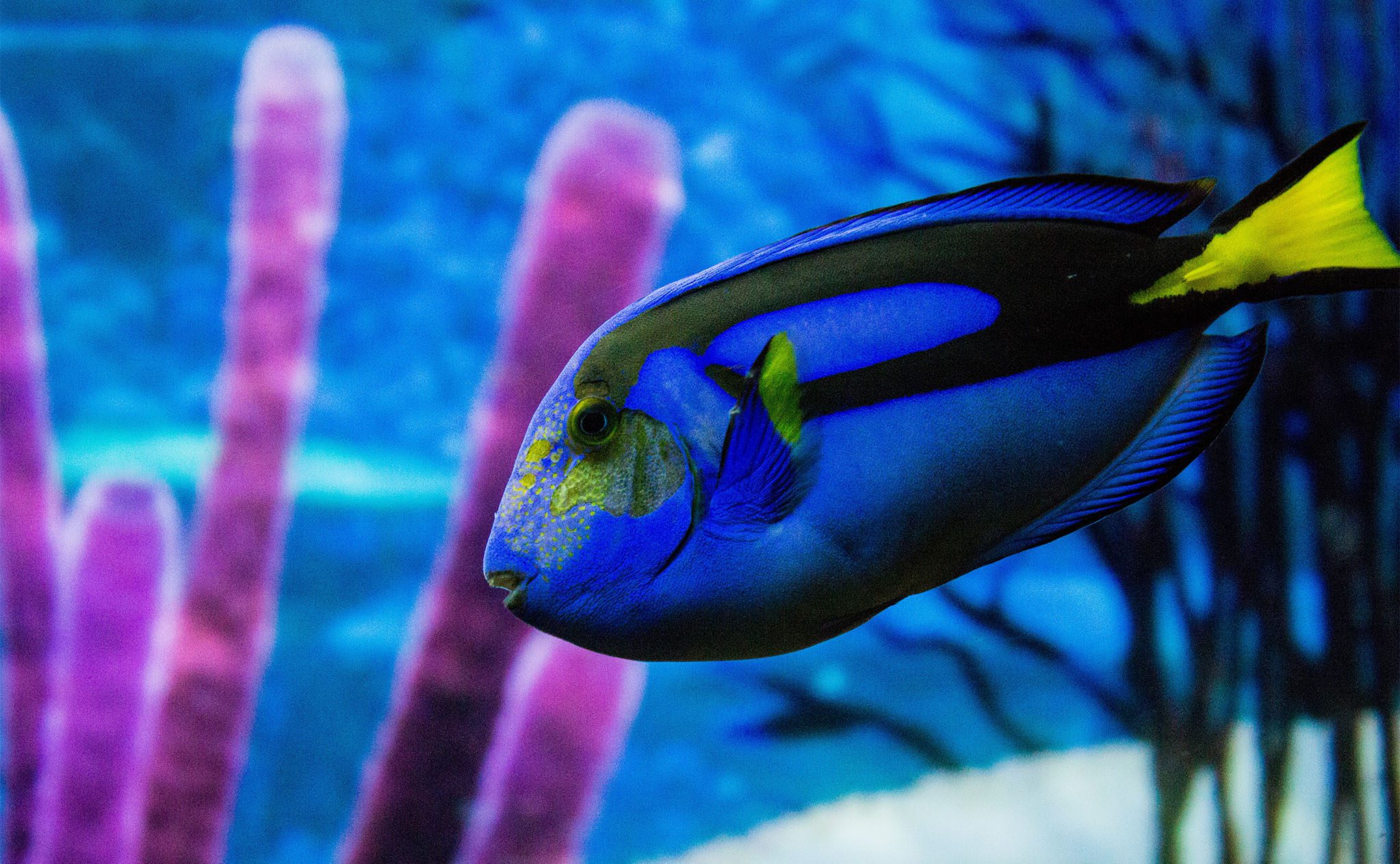 Royal Blue Tang Ocean Animals