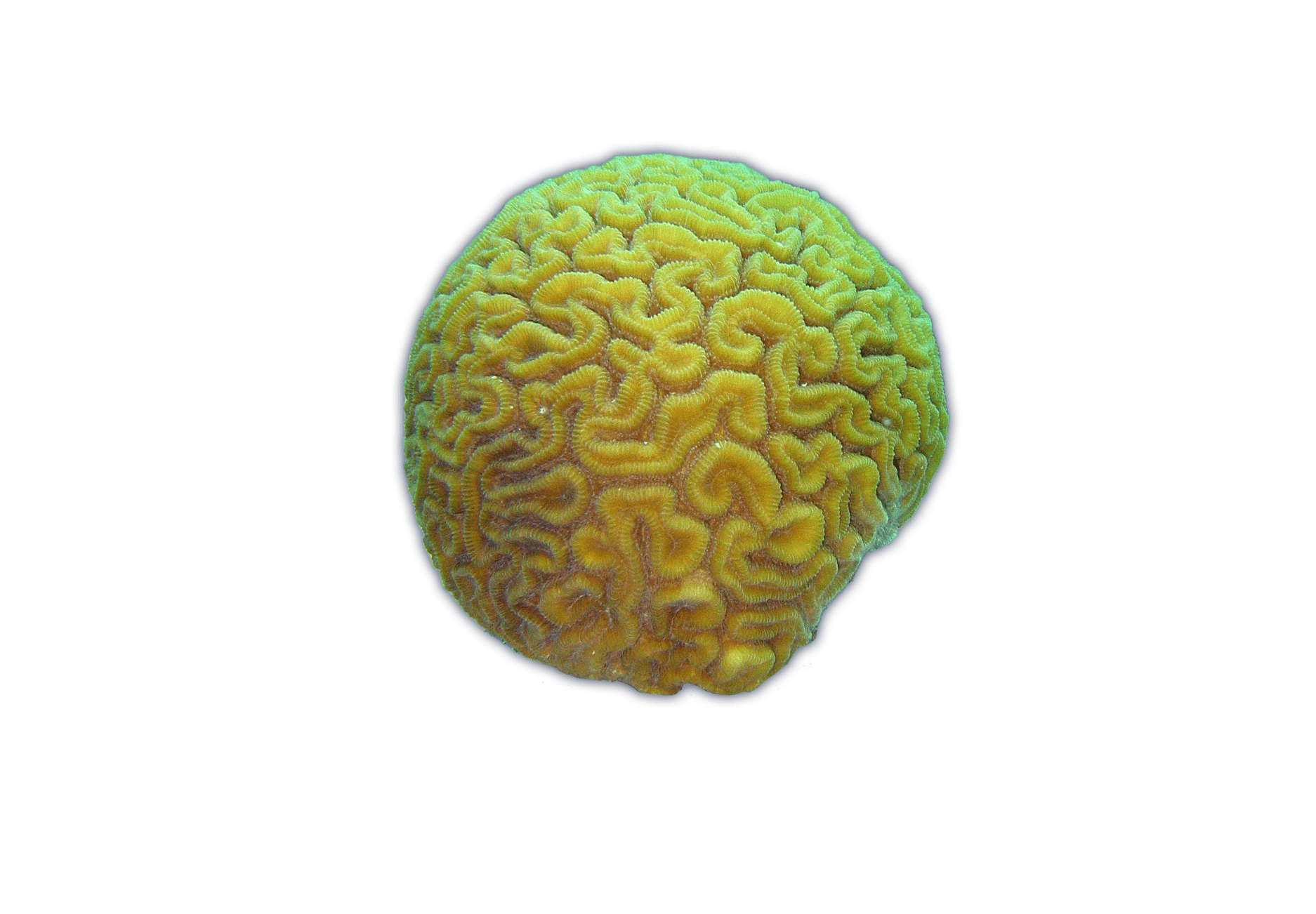 Brain Coral Ocean Animals