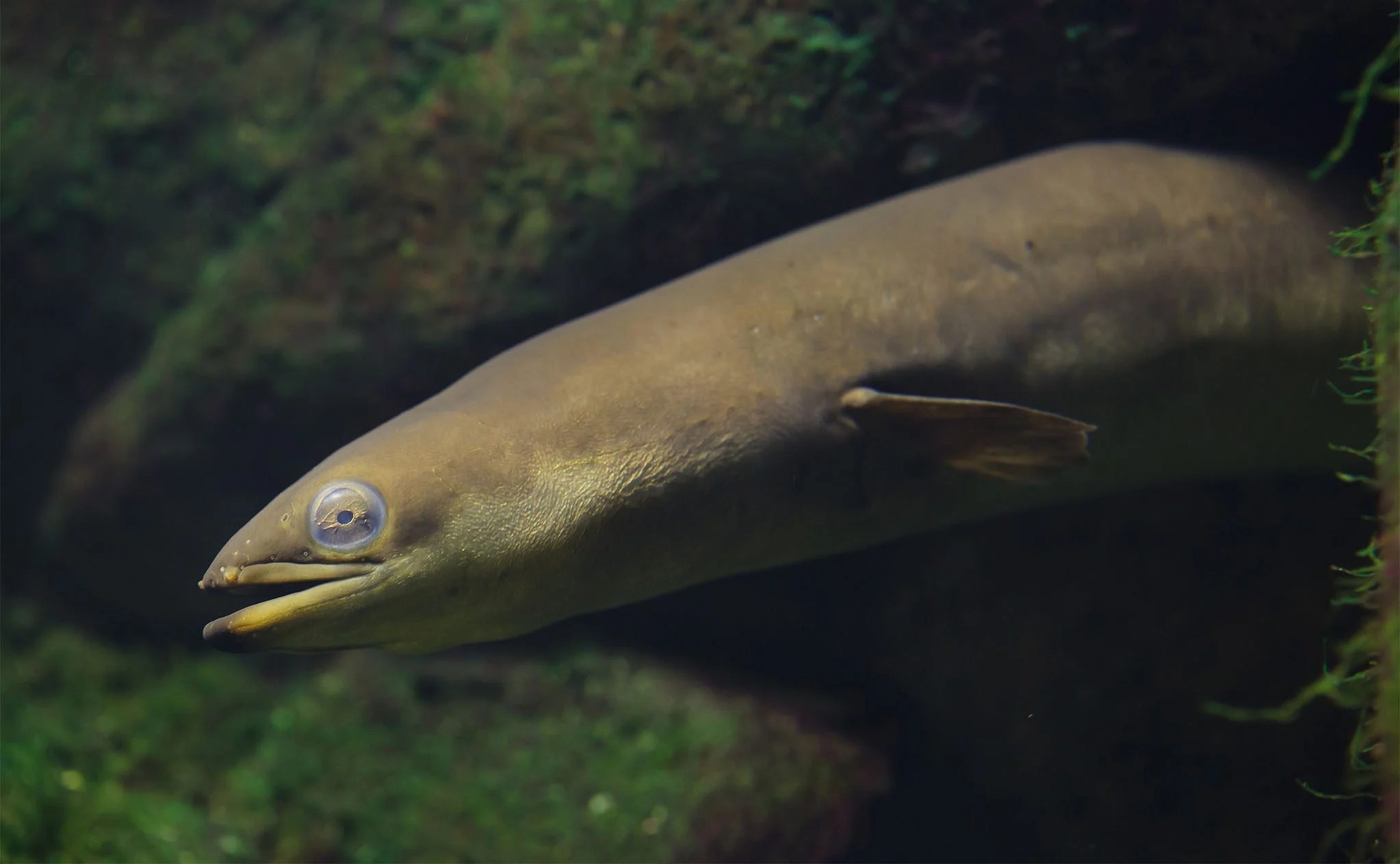 European Eel Ocean Animals