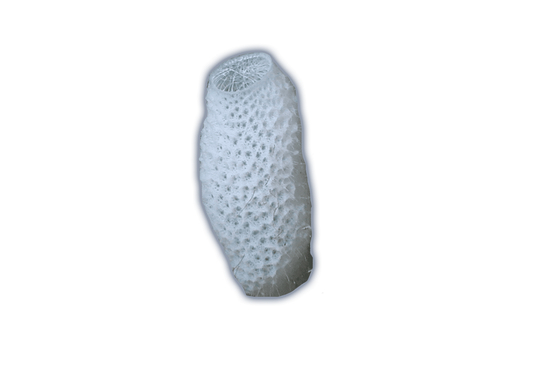 Sponges & Anemones Ocean Animals