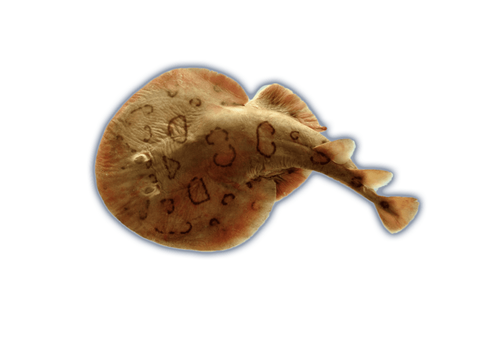 Electric Rays Ocean Animals