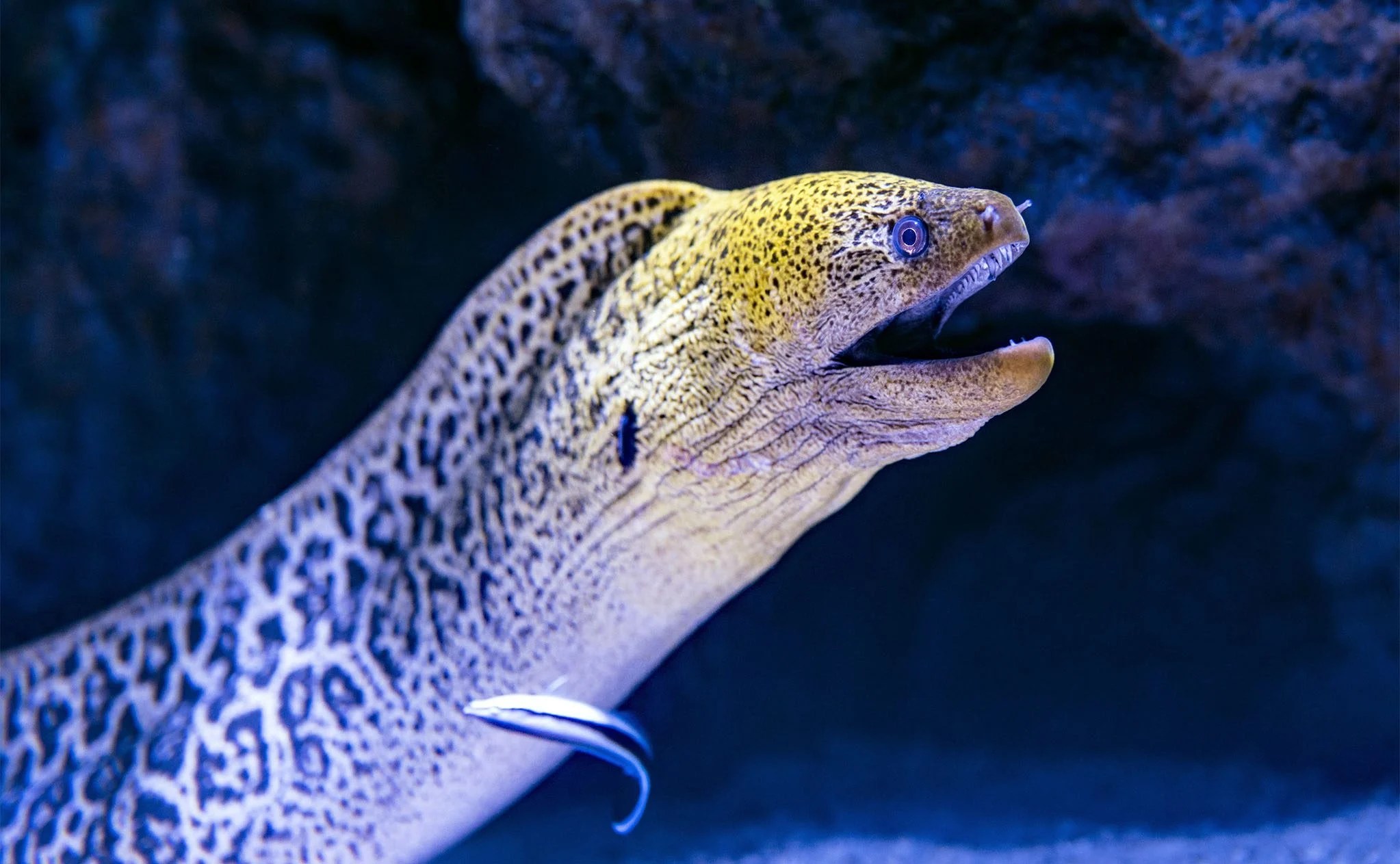 Moray Eel Ocean Animals