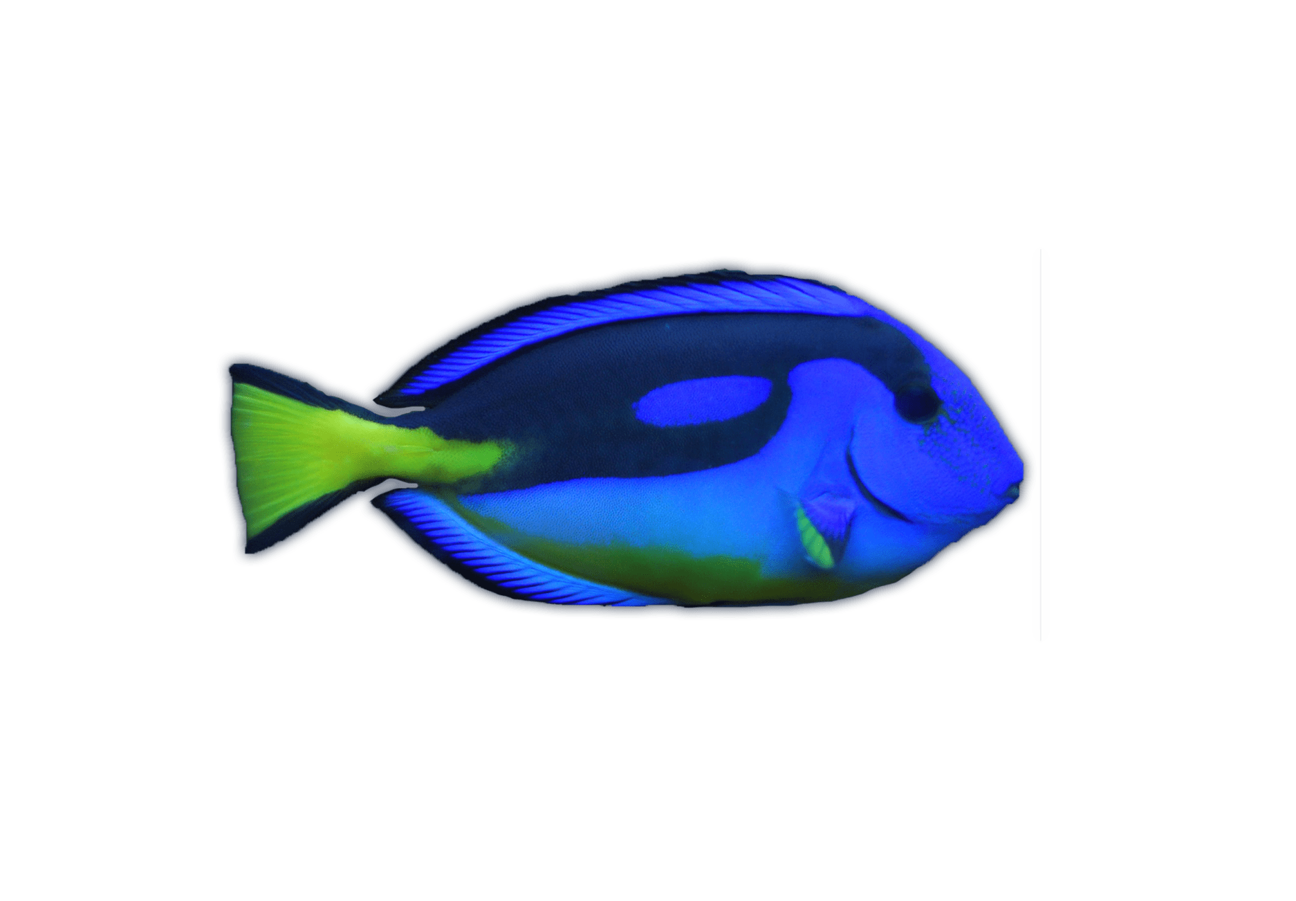 Royal Blue Tang Ocean Animals