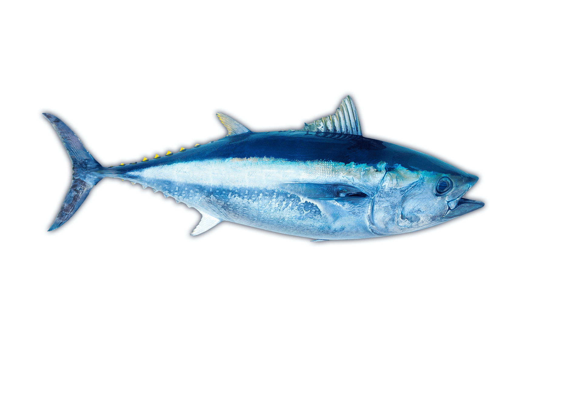 Mackerel & Tuna Ocean Animals