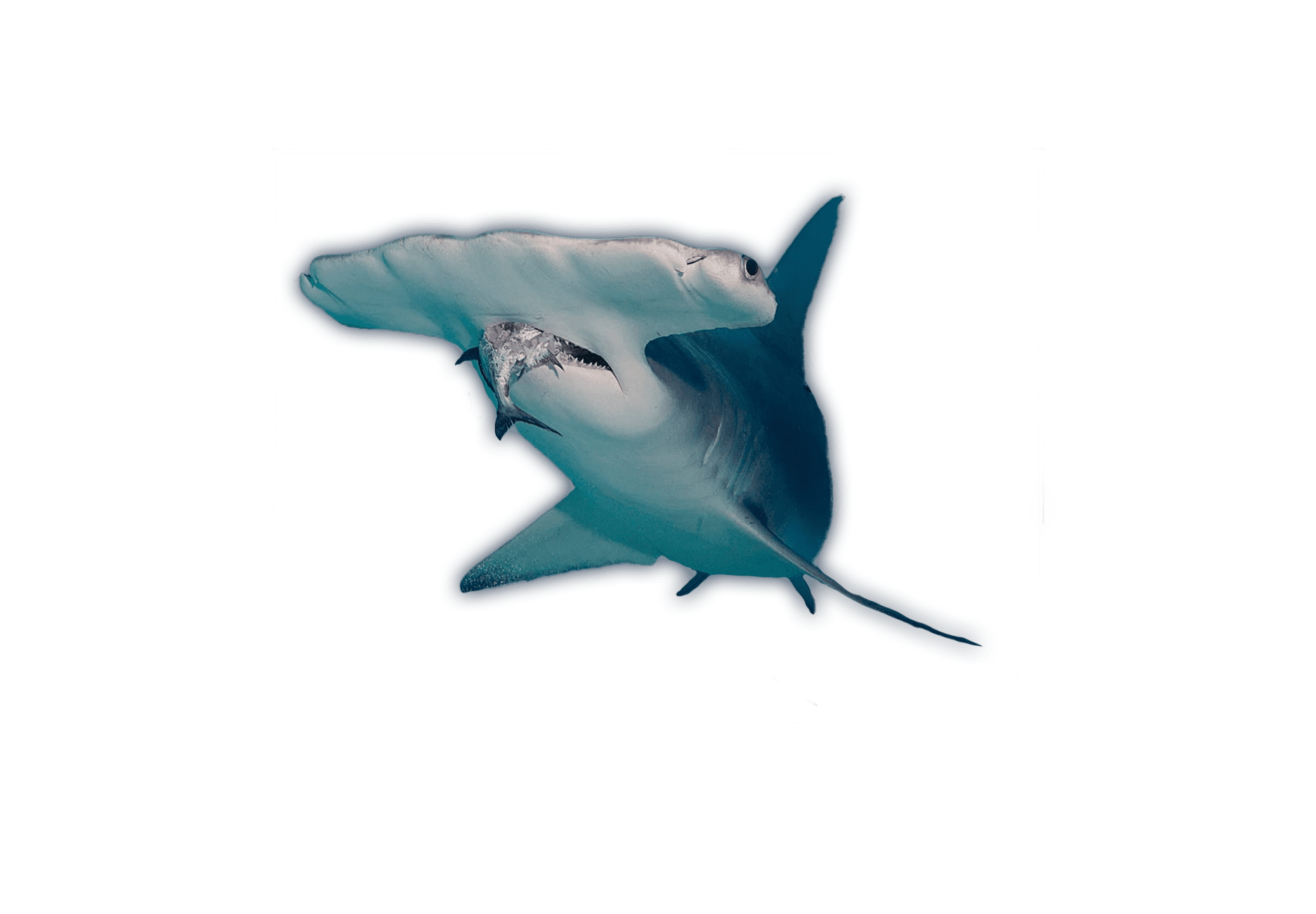 Great Hammerhead Shark Ocean Animals