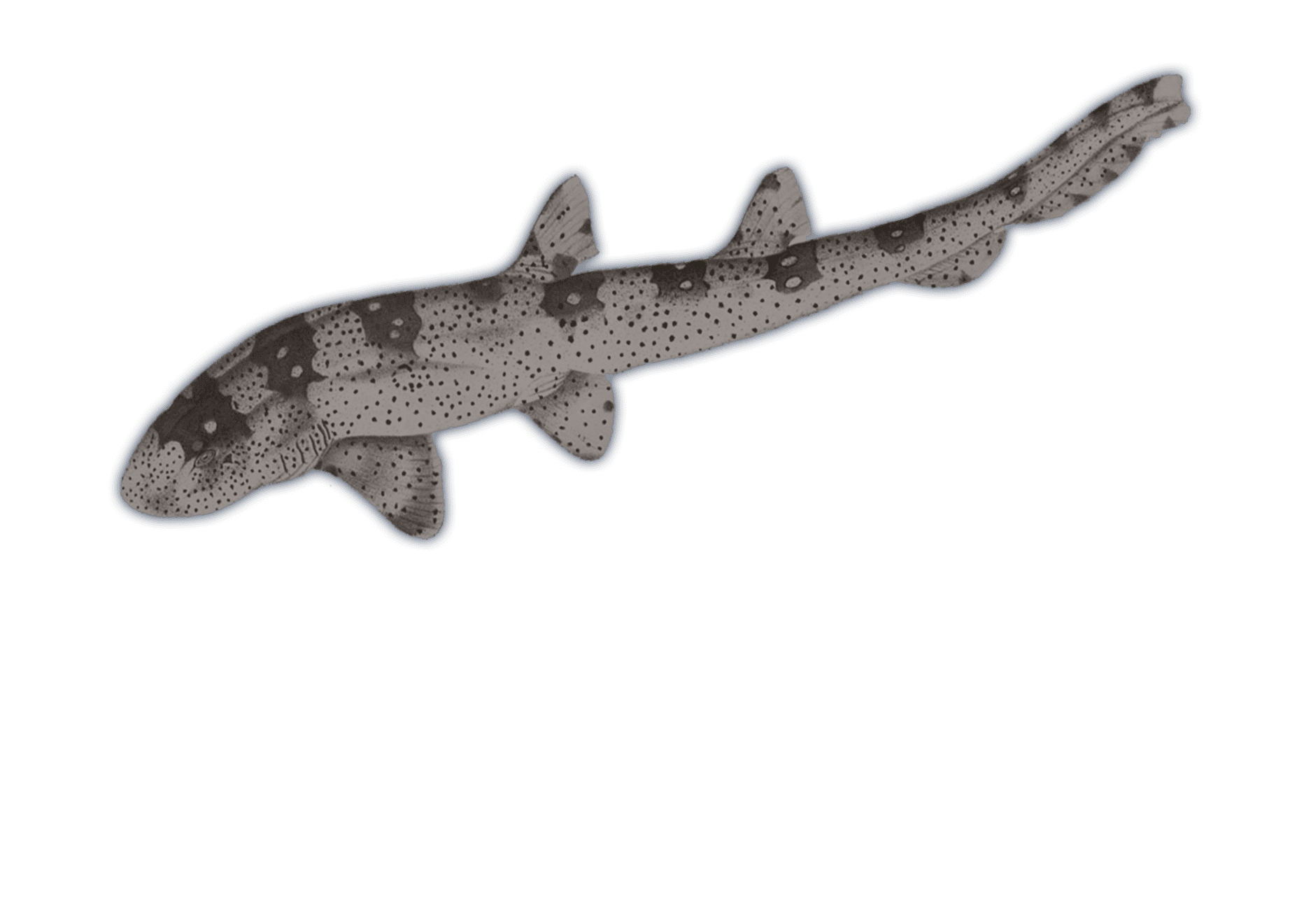 Whitespotted Bamboo Shark Ocean Animals