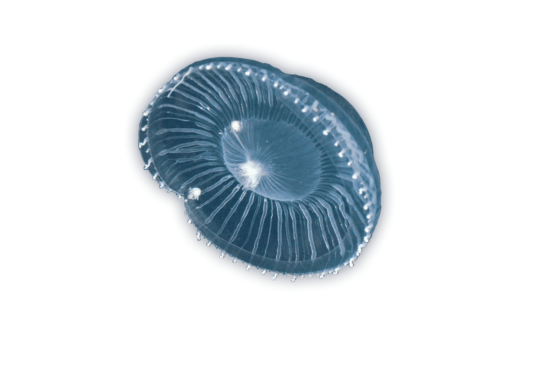 Crystal Jellyfish Ocean Animals