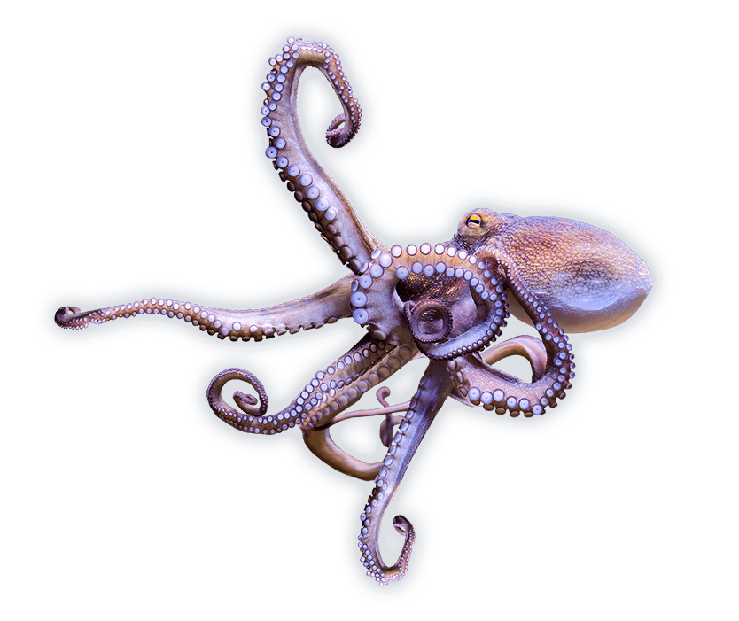 Octopus Ocean Animals