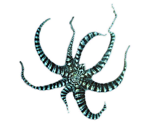 Mimic Octopus Ocean Animals