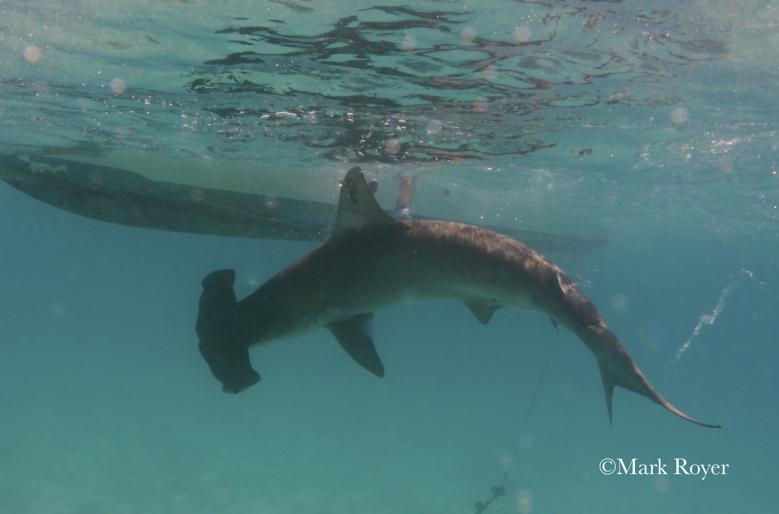 Deep Secrets of the Scalloped Hammerhead Shark oceanbites