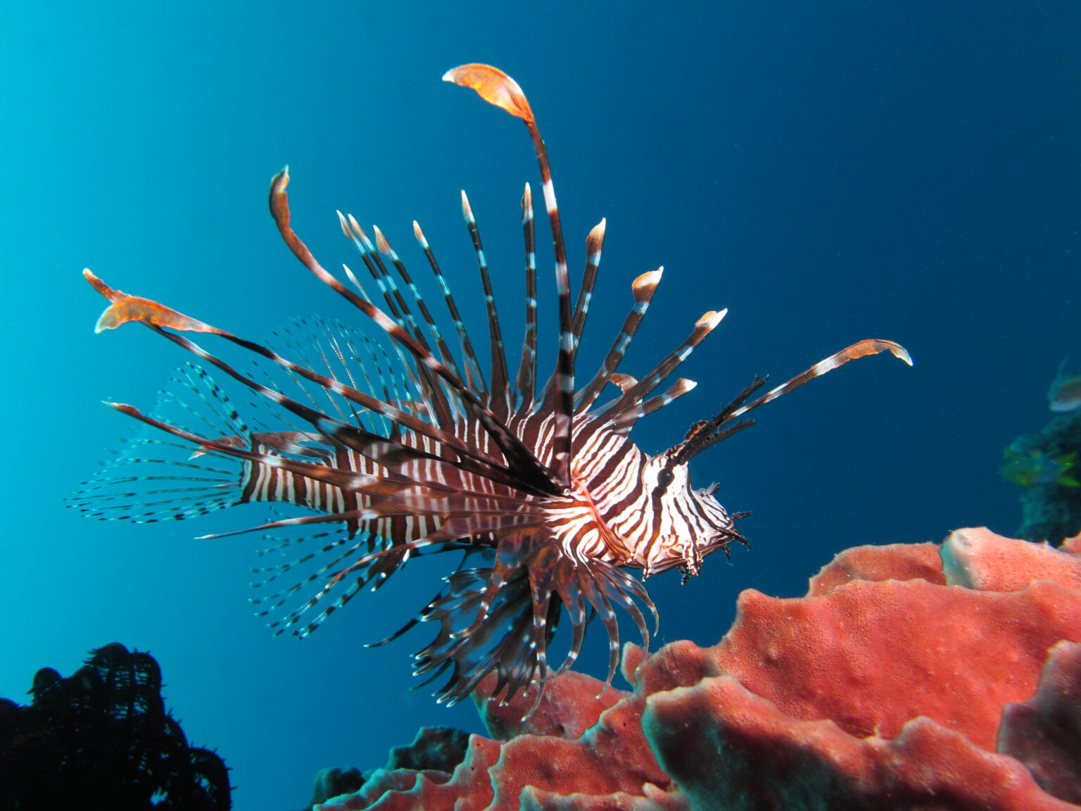 The Circle of Life Understanding Lionfish Life Cycles oceanbites