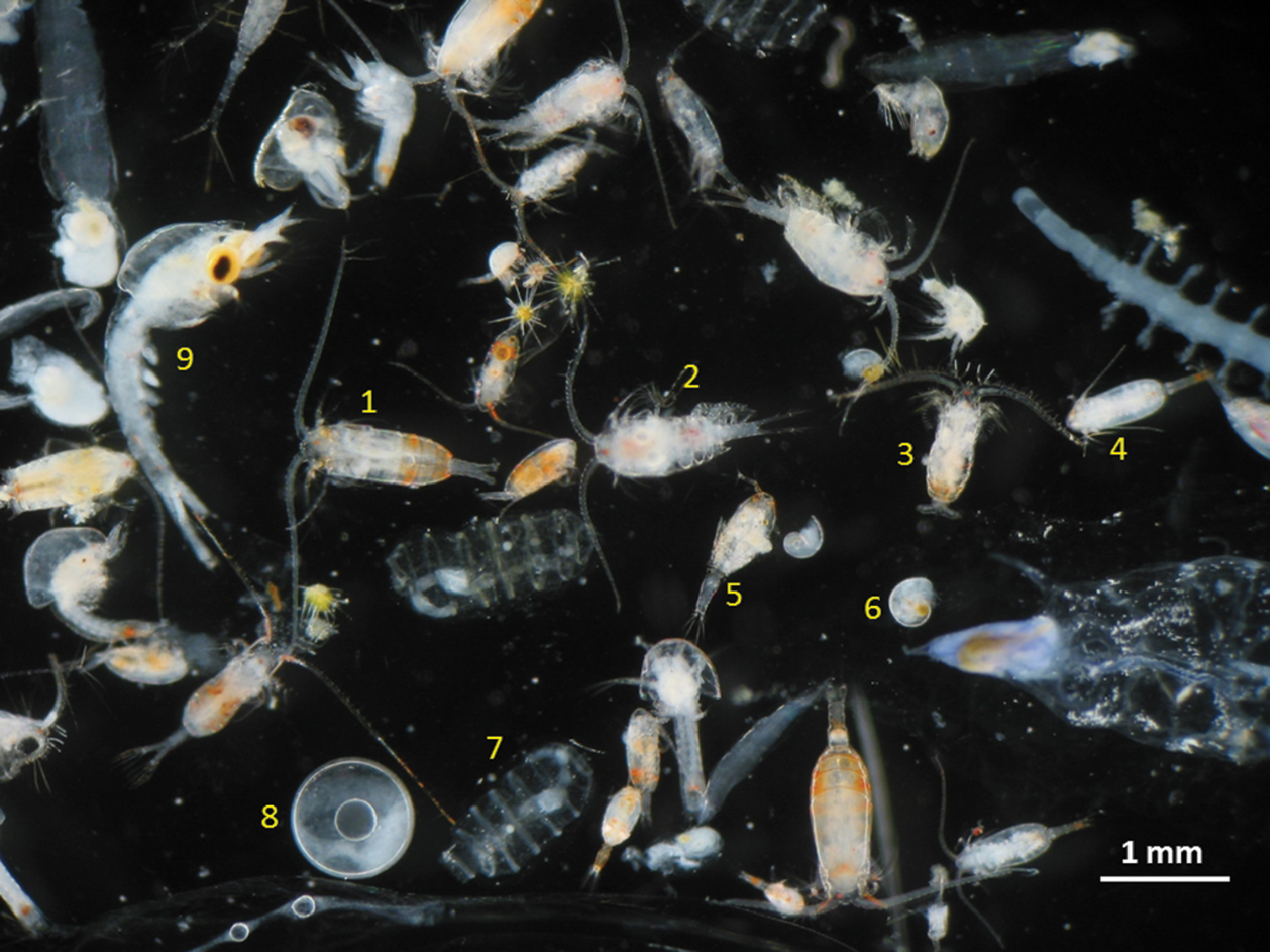 Measurements of zooplankton breathing, pooping & peeing? Oh my