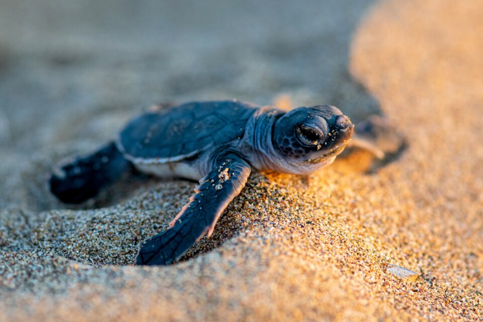 The secret lives of real baby turtles… and fake ones? oceanbites