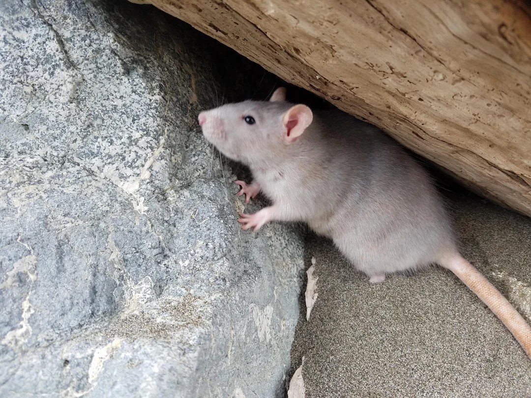 Rat infestations how rats affect the ocean oceanbites