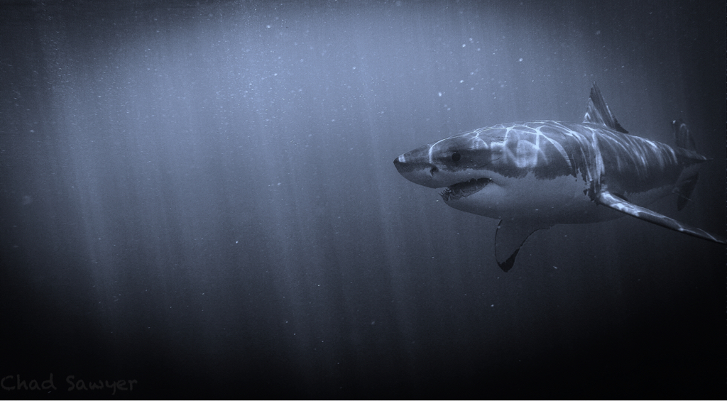 Ocean Horror Story Urban Legends of the Sea YourEarth Solutions