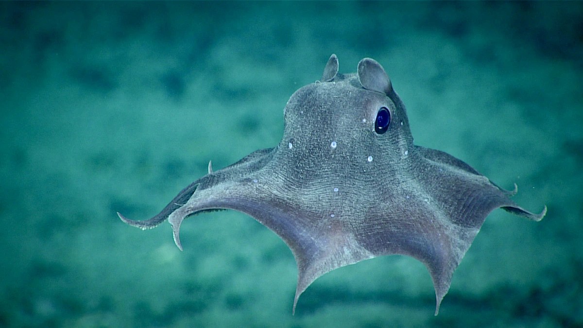 A Deep Dive with the Dumbo Octopus Ocean Conservancy