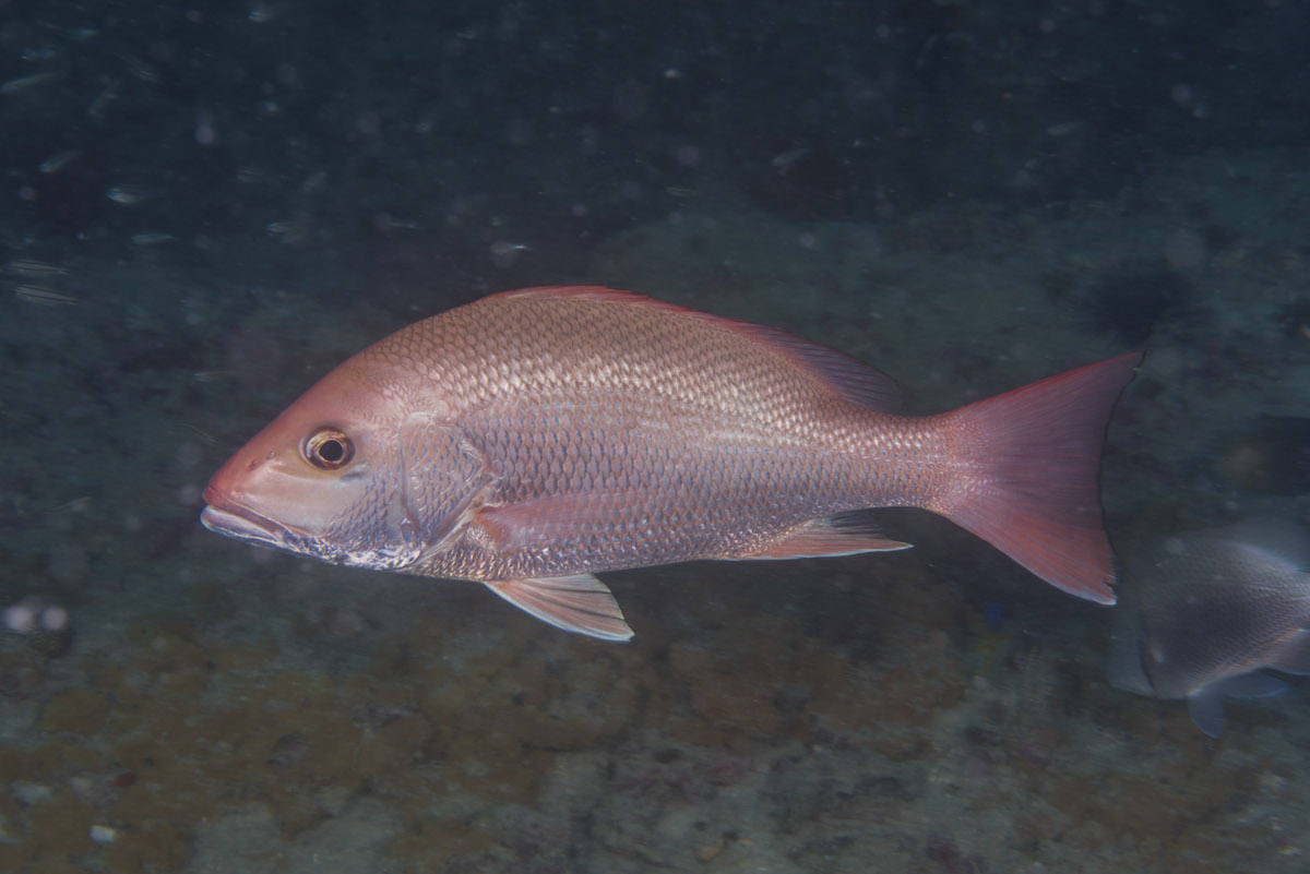 New State Management for Red Snapper is Driving Overfishing Ocean