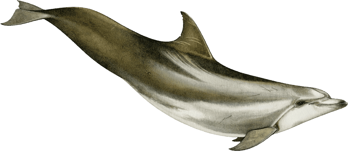 Bottlenose Dolphin Diagram