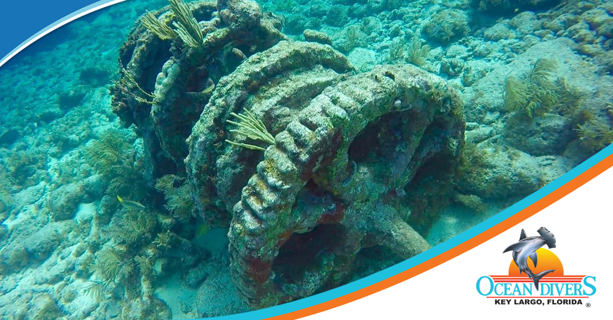 Blog Archive Ocean Divers