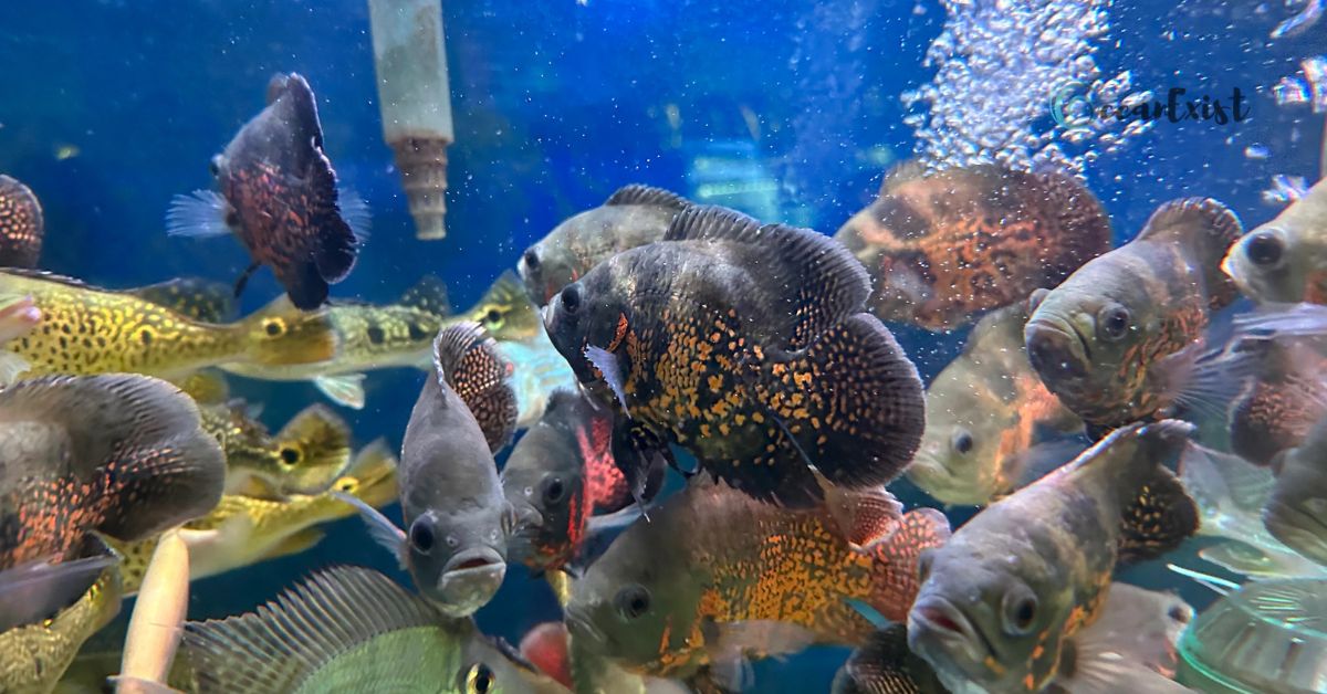 20 Real Types Of Oscar Fish With Pictures & Care Guide