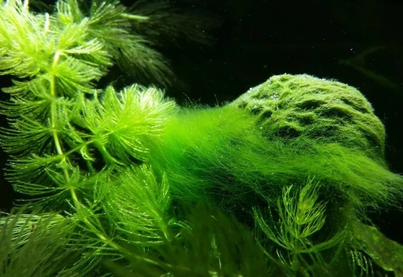 Fish That Clean Tanks Secrets for Optimal Tank Solutions