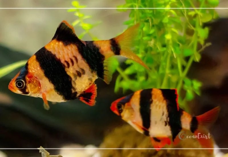 How To Euthanize A Fish At Home 10 Easy and Simple Ways