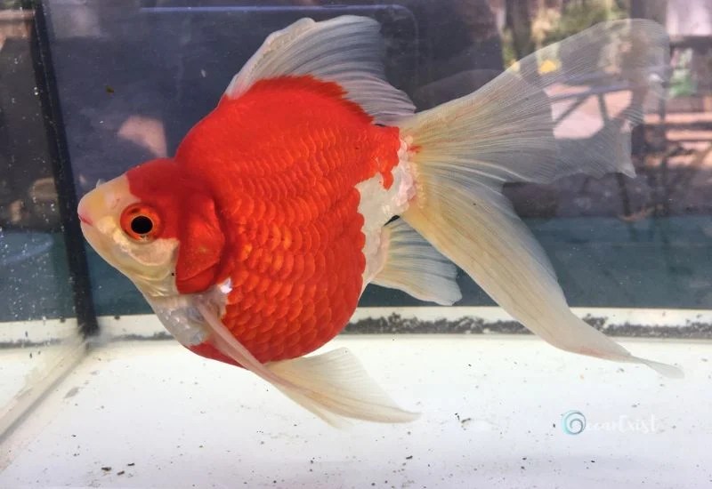 Goldfish Water Temperature Maintain Ideal Conditions