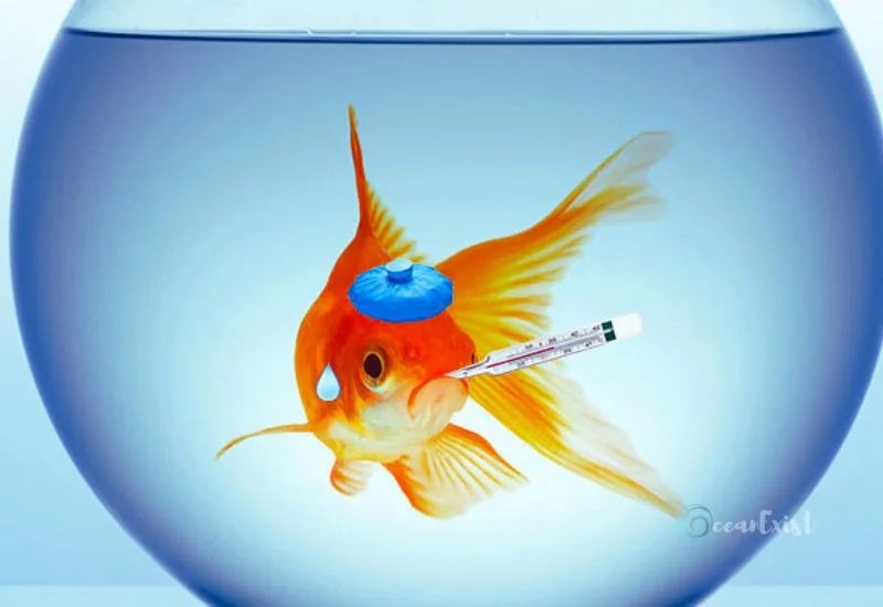 Why Fish Keep Dying 15 Common Causes And Proven Solutions