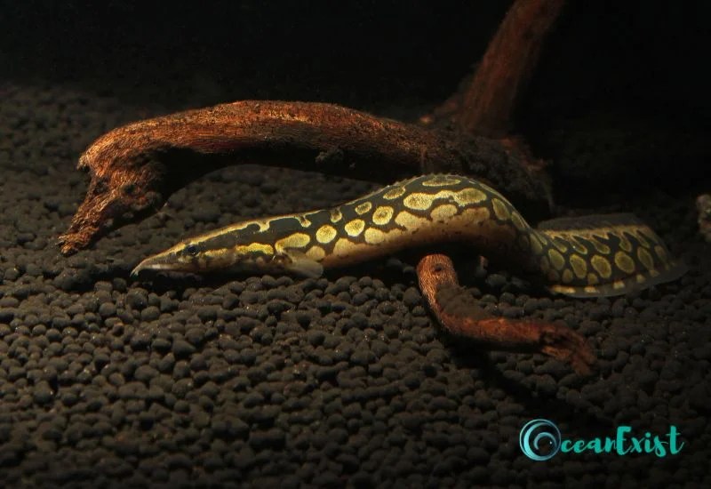 20 Types Of Freshwater Eels Exploring The MindBlowing Diversity