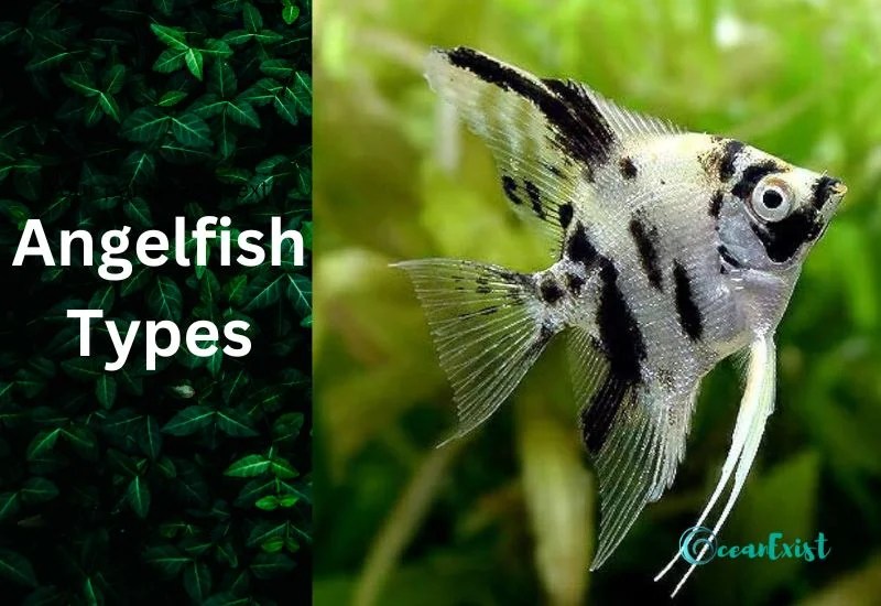 19 Types Of Angelfish Discover Diversity Of Majestic Fish