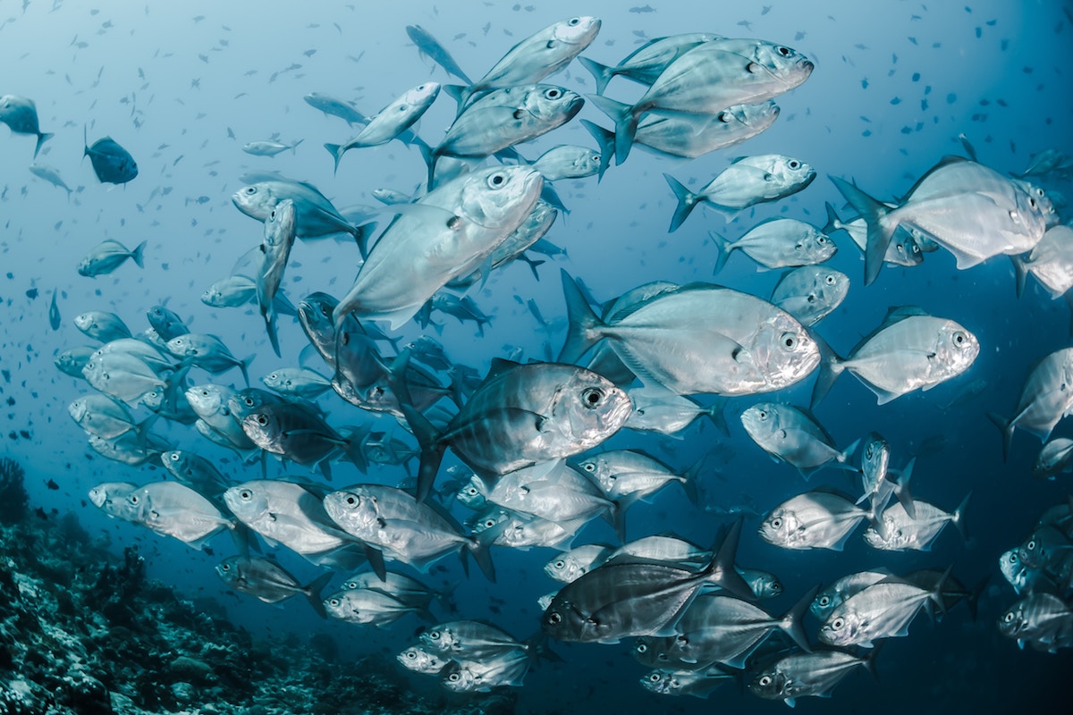 It is About the Fish…Really. The Ocean Foundation