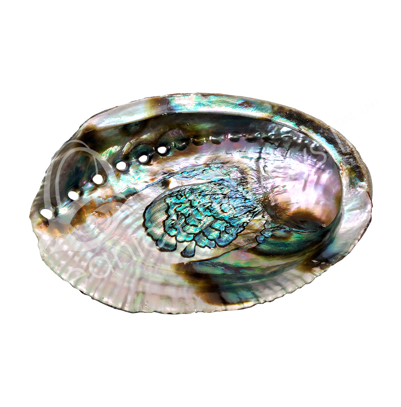 Abalone Shells 55.5" Wholesale Oceanic Linkways in NJ USA