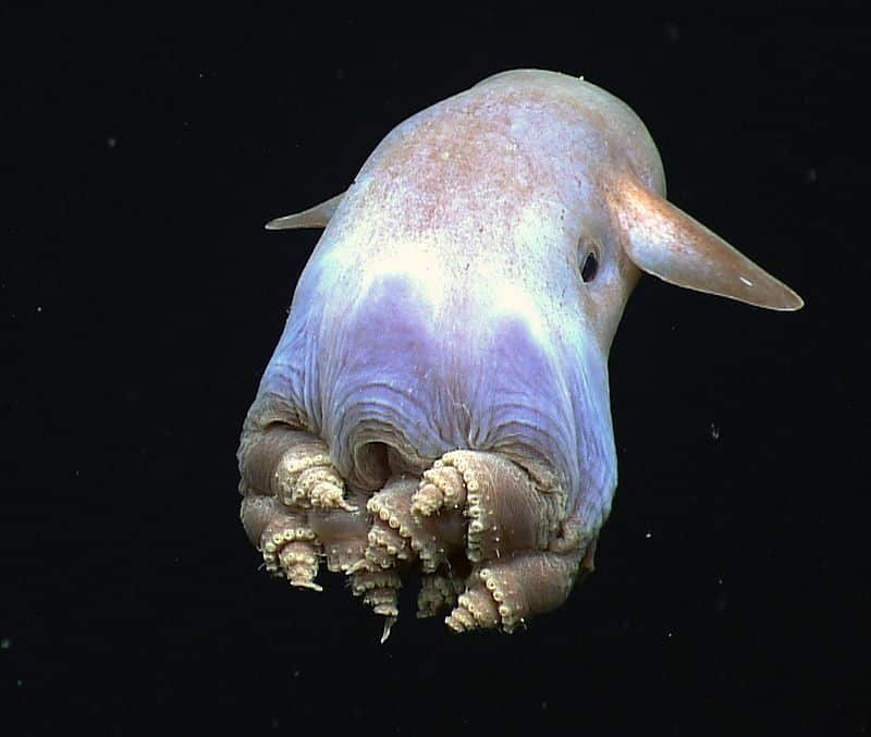 Top 10 Strangest Ocean Creatures You Need to Discover