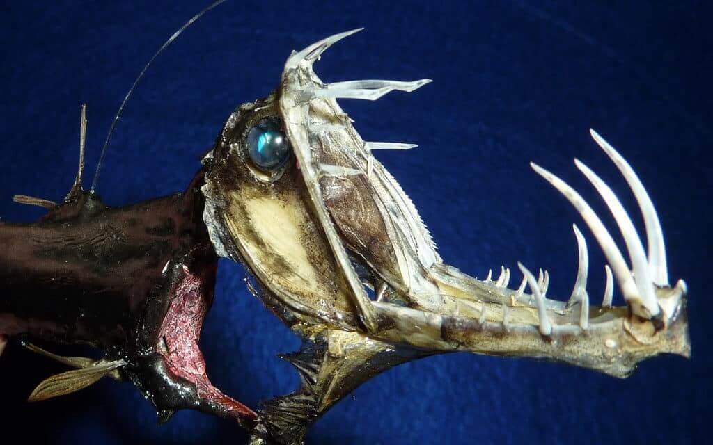 Top 10 Strangest Ocean Creatures You Need to Discover
