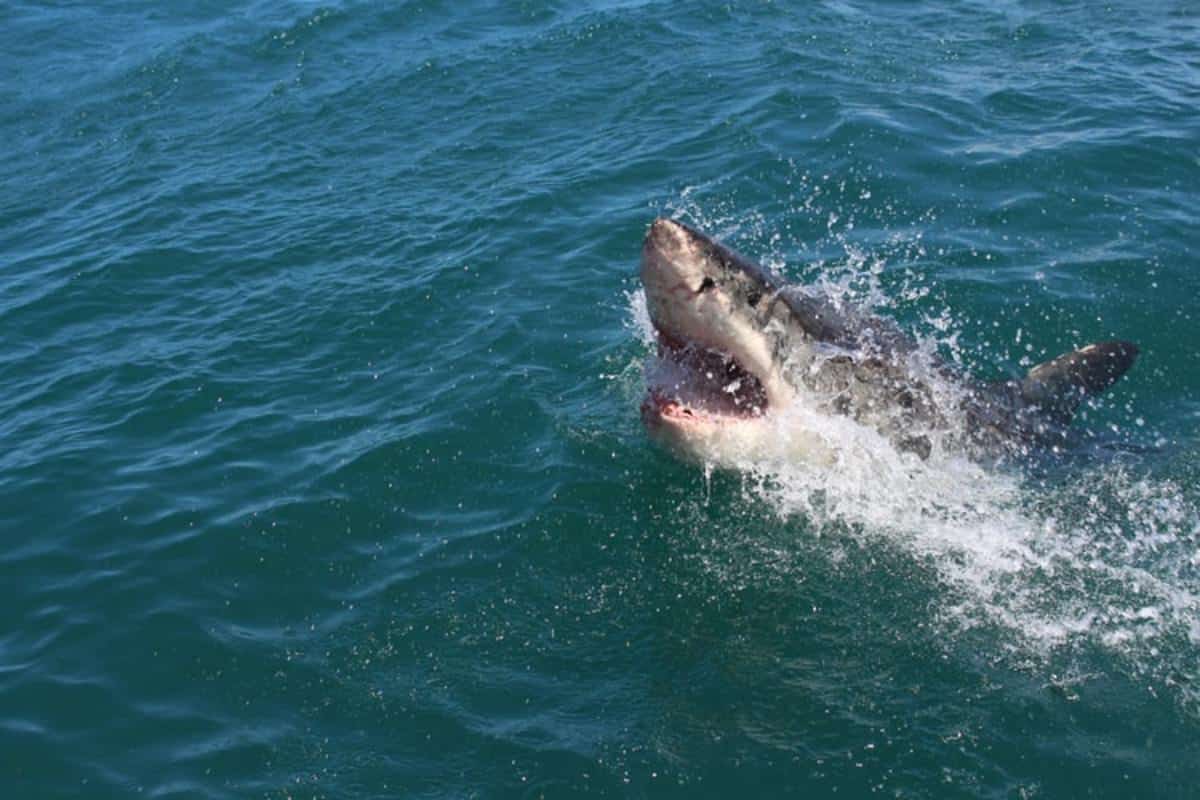 Great white shark hunting