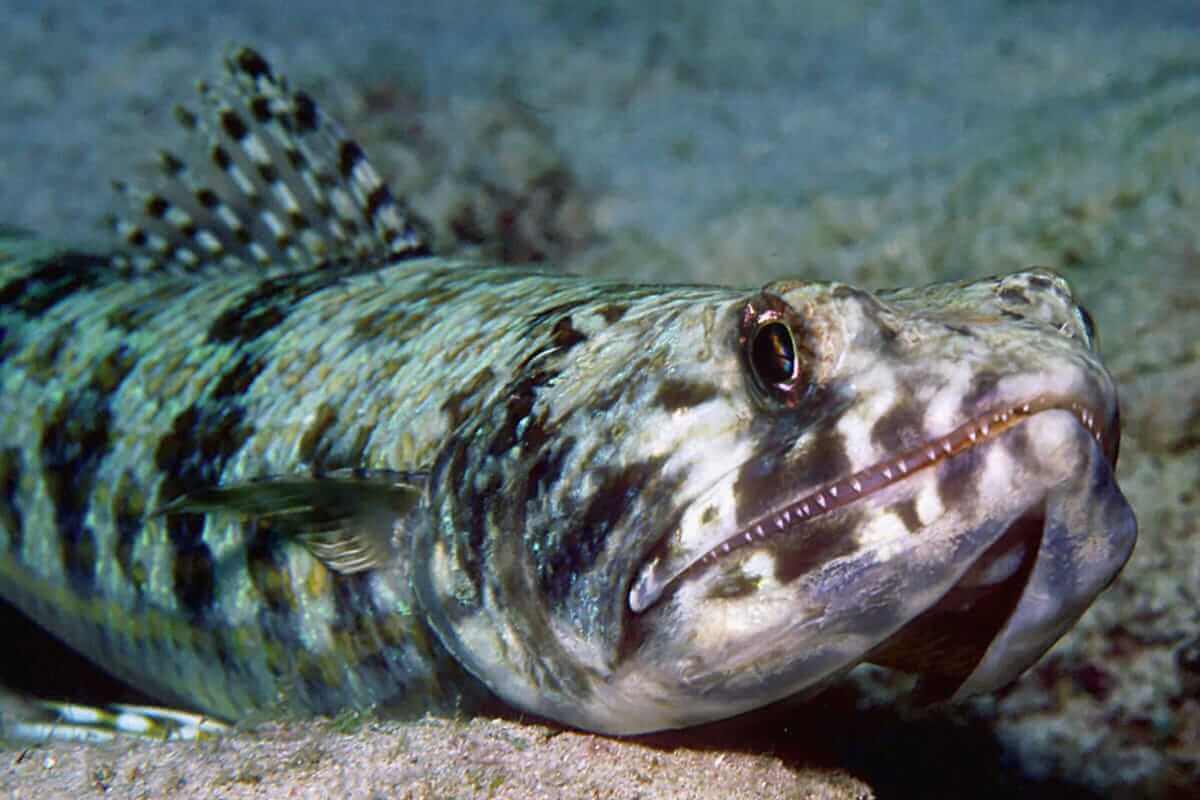 Learn about the Lizardfish (Synodontidae) Ocean Info