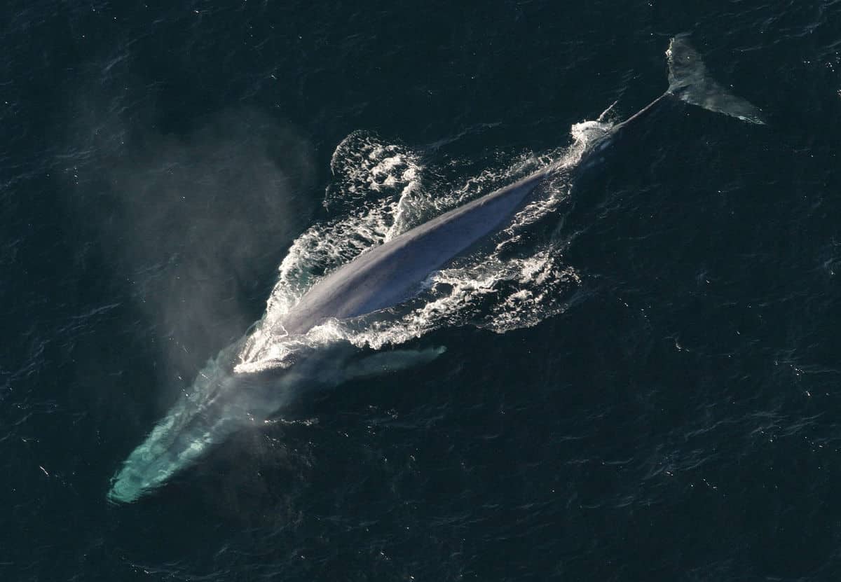 Blue Whale Size Comparison (Infographic) Ocean Info