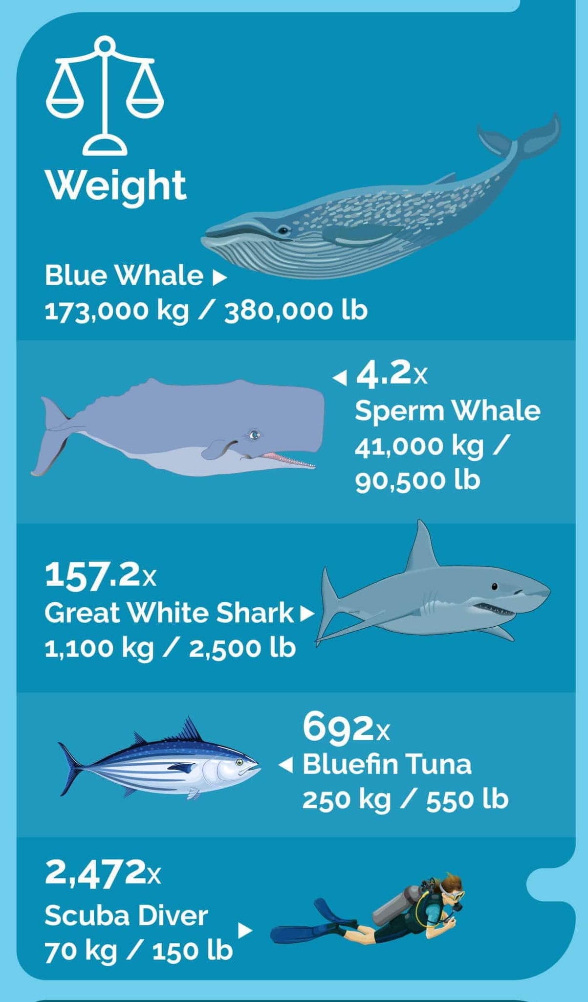 Blue Whale Size Comparison (Infographic) Ocean Info