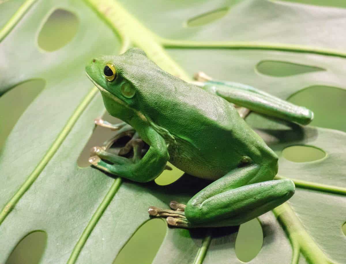 Toad vs Frog How to to tell these Amphibians Apart Ocean Info