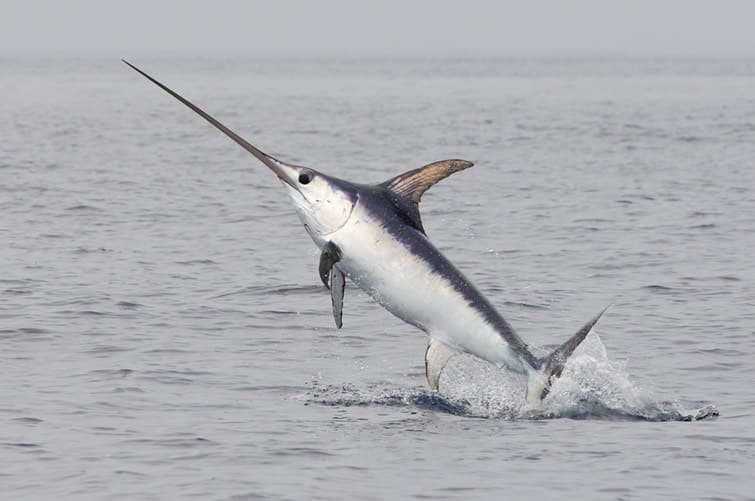 Swordfish vs Marlin Main Differences Ocean Info