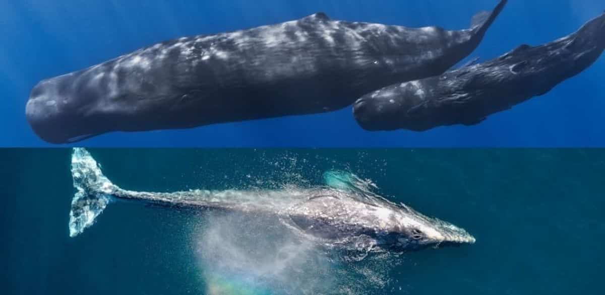 Sperm Whale vs Blue Whale Main Differences Ocean Info