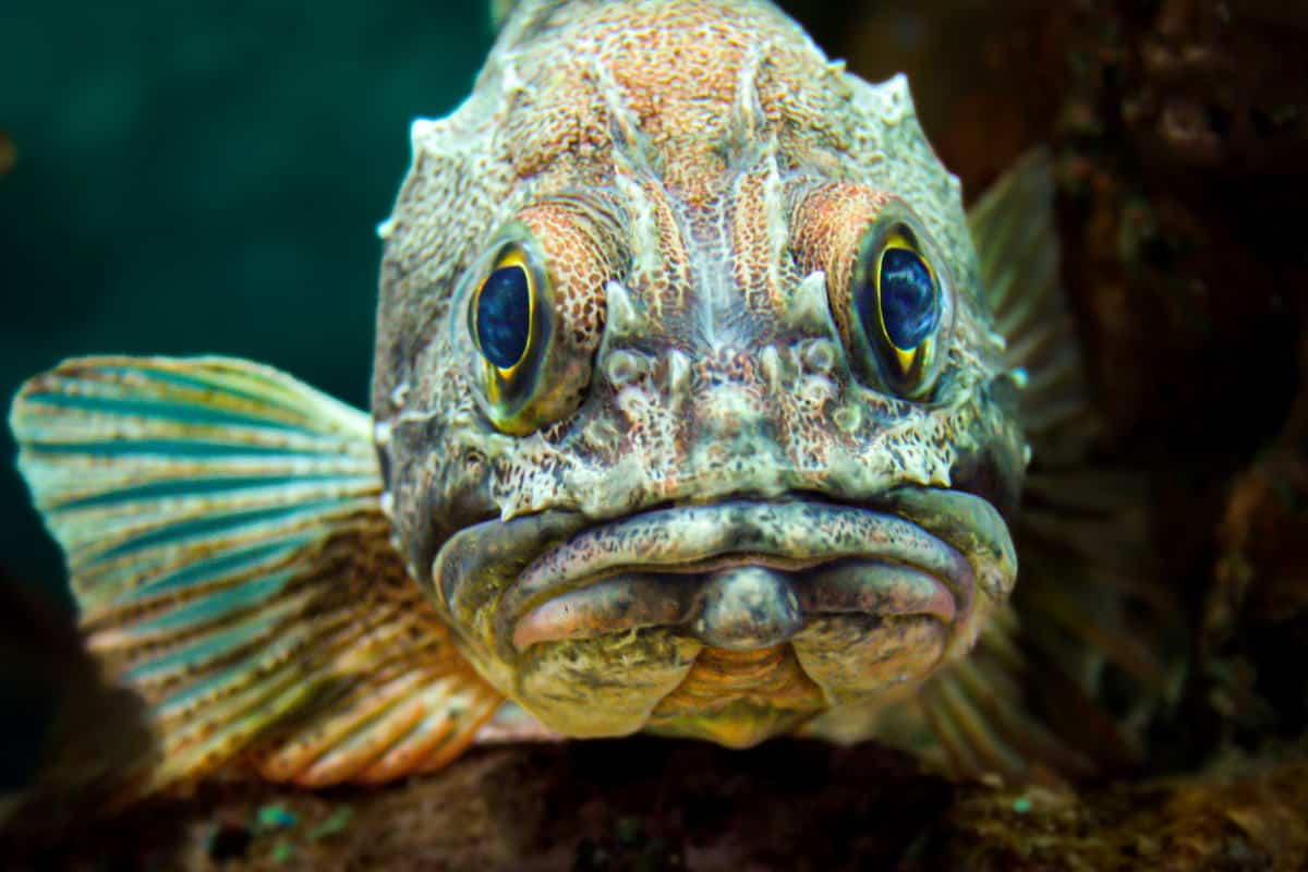 10 of the Ugliest Fish in the Ocean (with Pics) Ocean Info