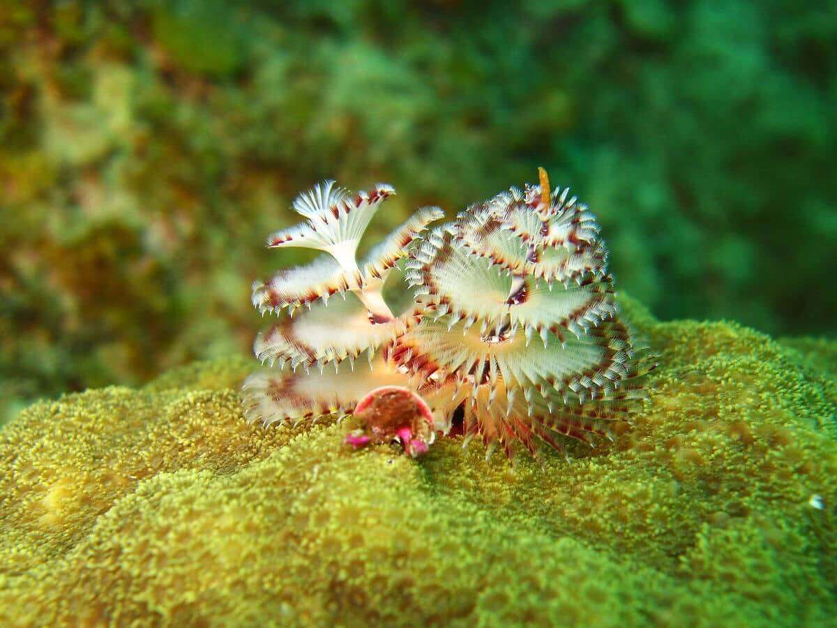 The Christmas Tree Worm What is it? Ocean Info