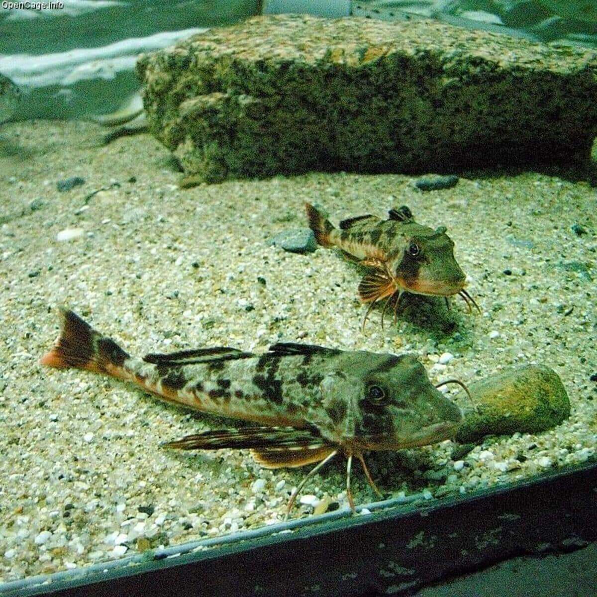 Sea Robin The Distinct Bottom Feeding Fish Ocean Info